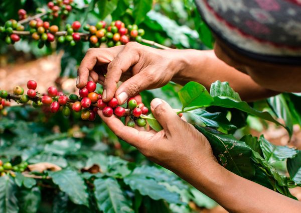 Cosecha de café boliviano