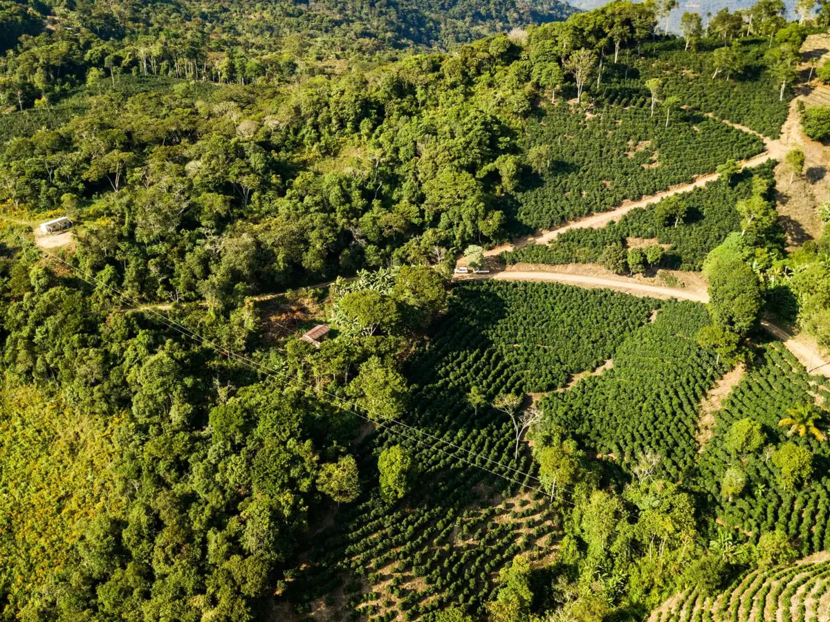 Finca Caranavi 1