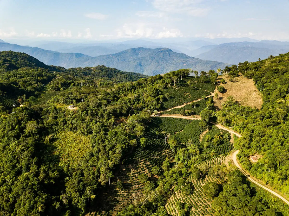 Finca Caranavi 2